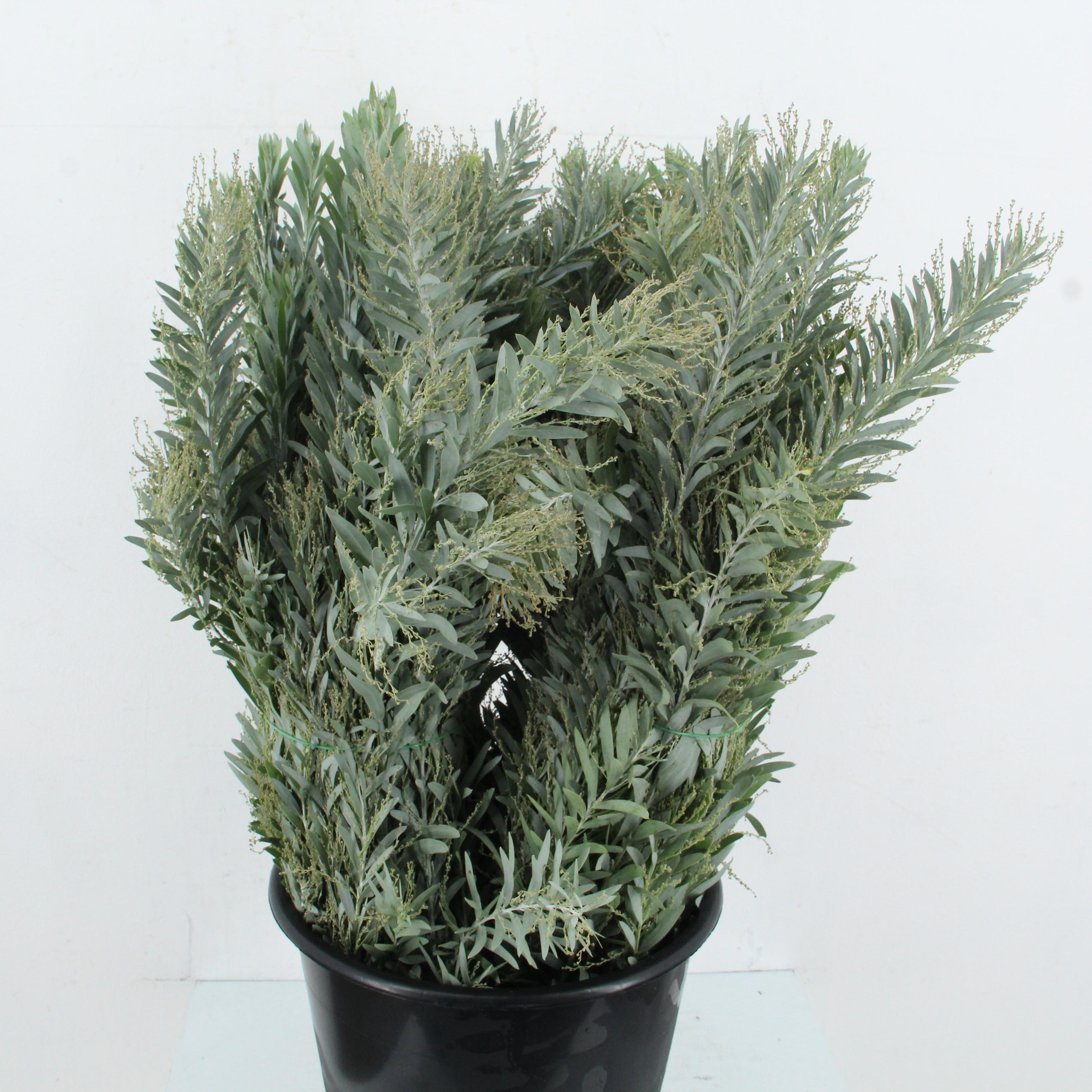 Acacia H Clair Lune 60cm 200gram