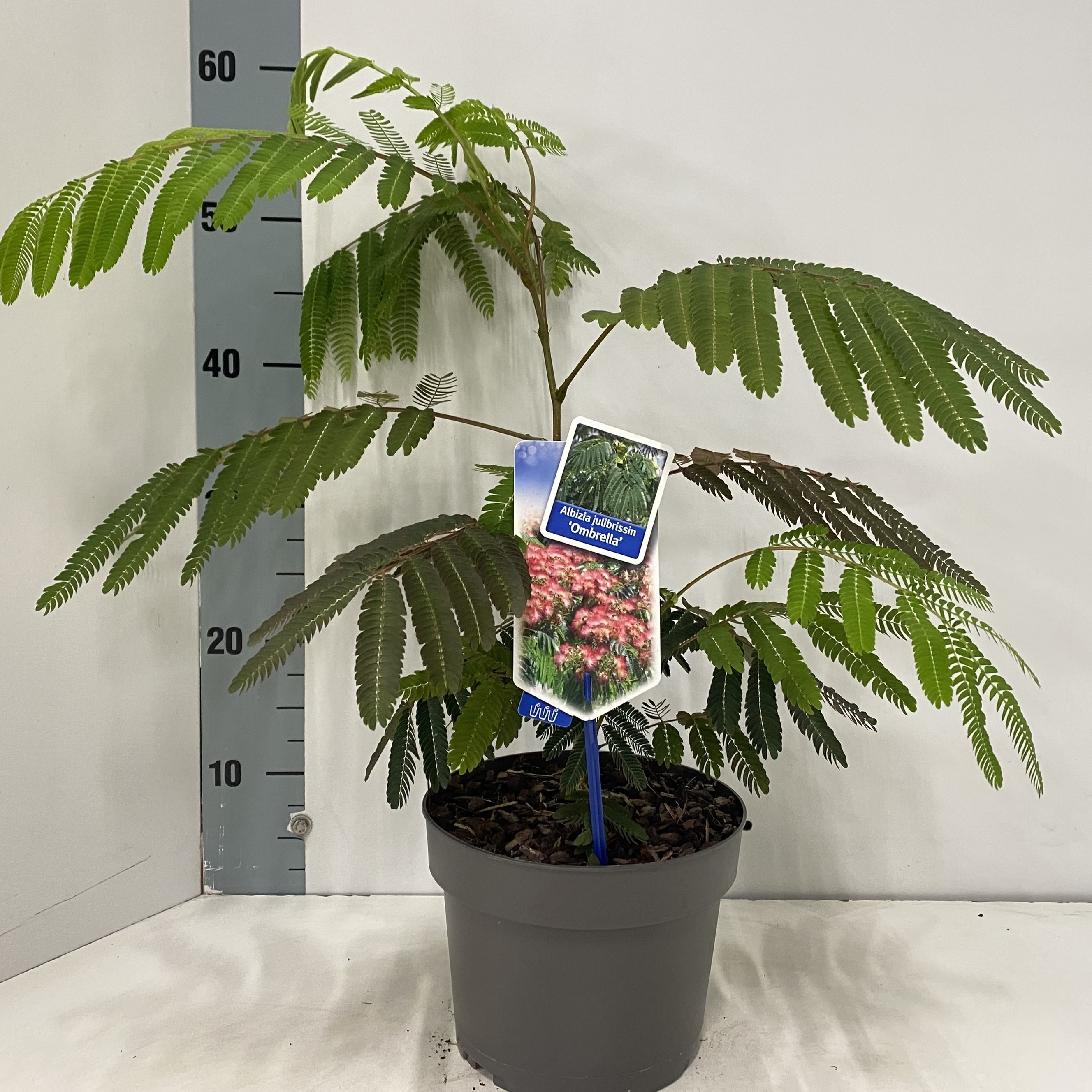 Picture of Albizia julibrissin Ombrella® ('Boubri'PBR)