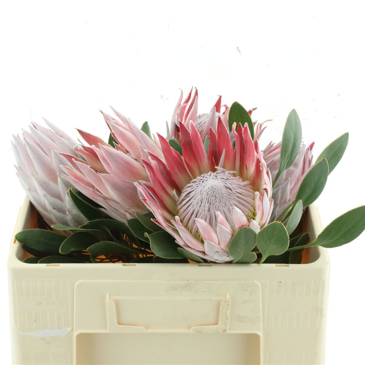 Protea Cynaroides 50cm