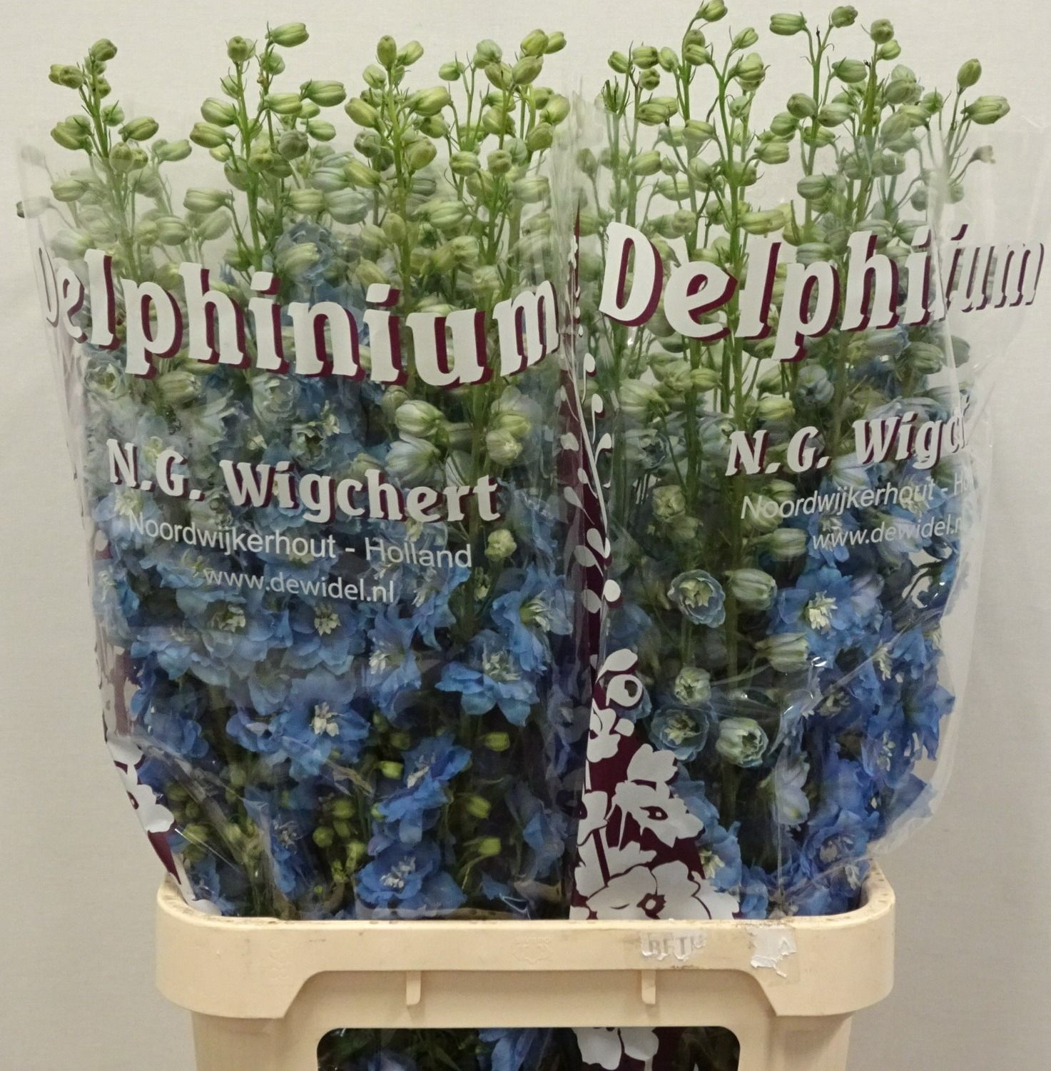 Delph Du De Ice Blue