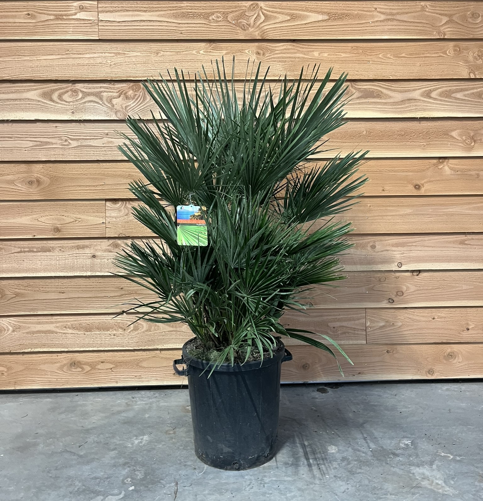 Picture of Chamaerops humilis P40-(30-LTR) 110/CM-INCLPOT