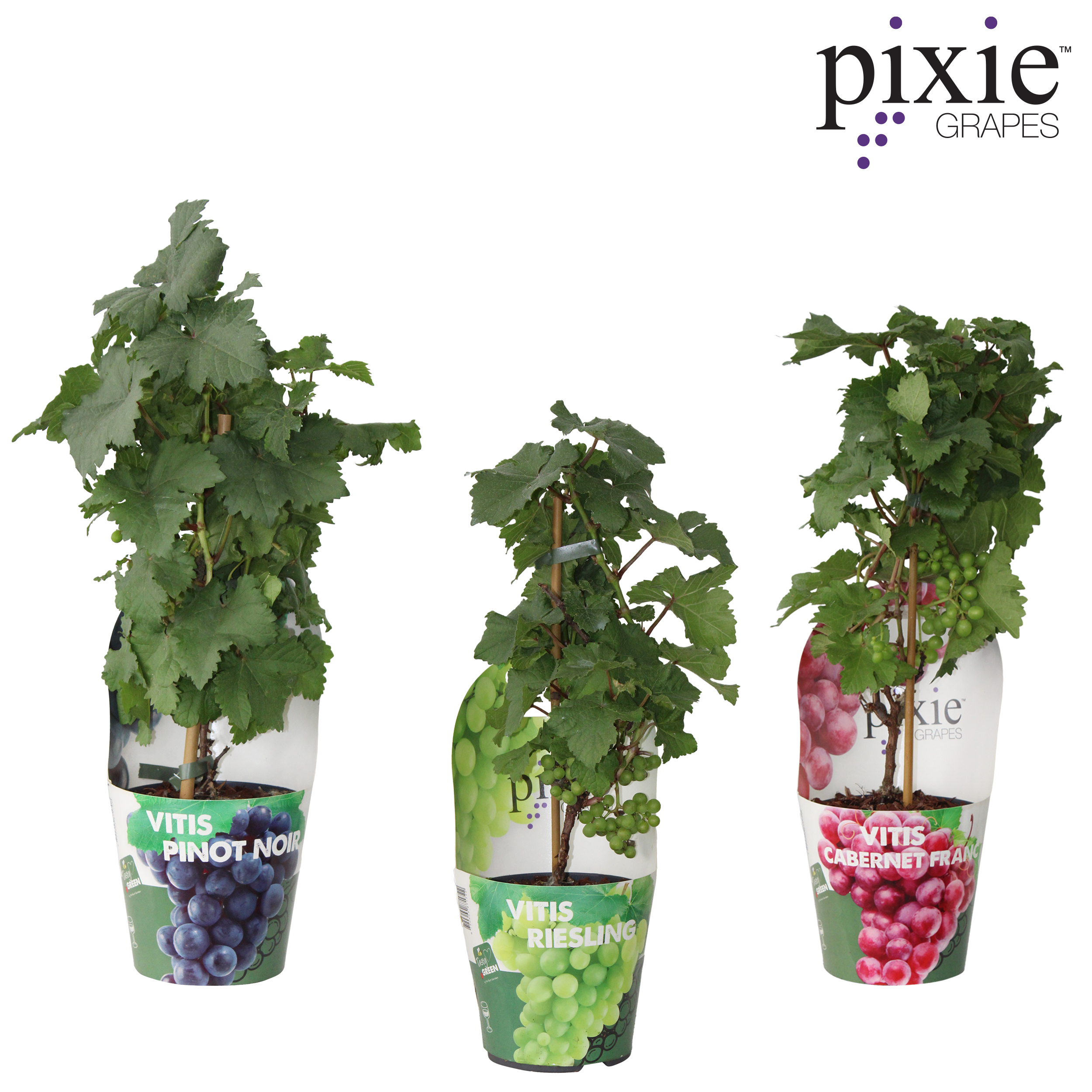 Picture of Vitis Pixie mix shelve Bio P14