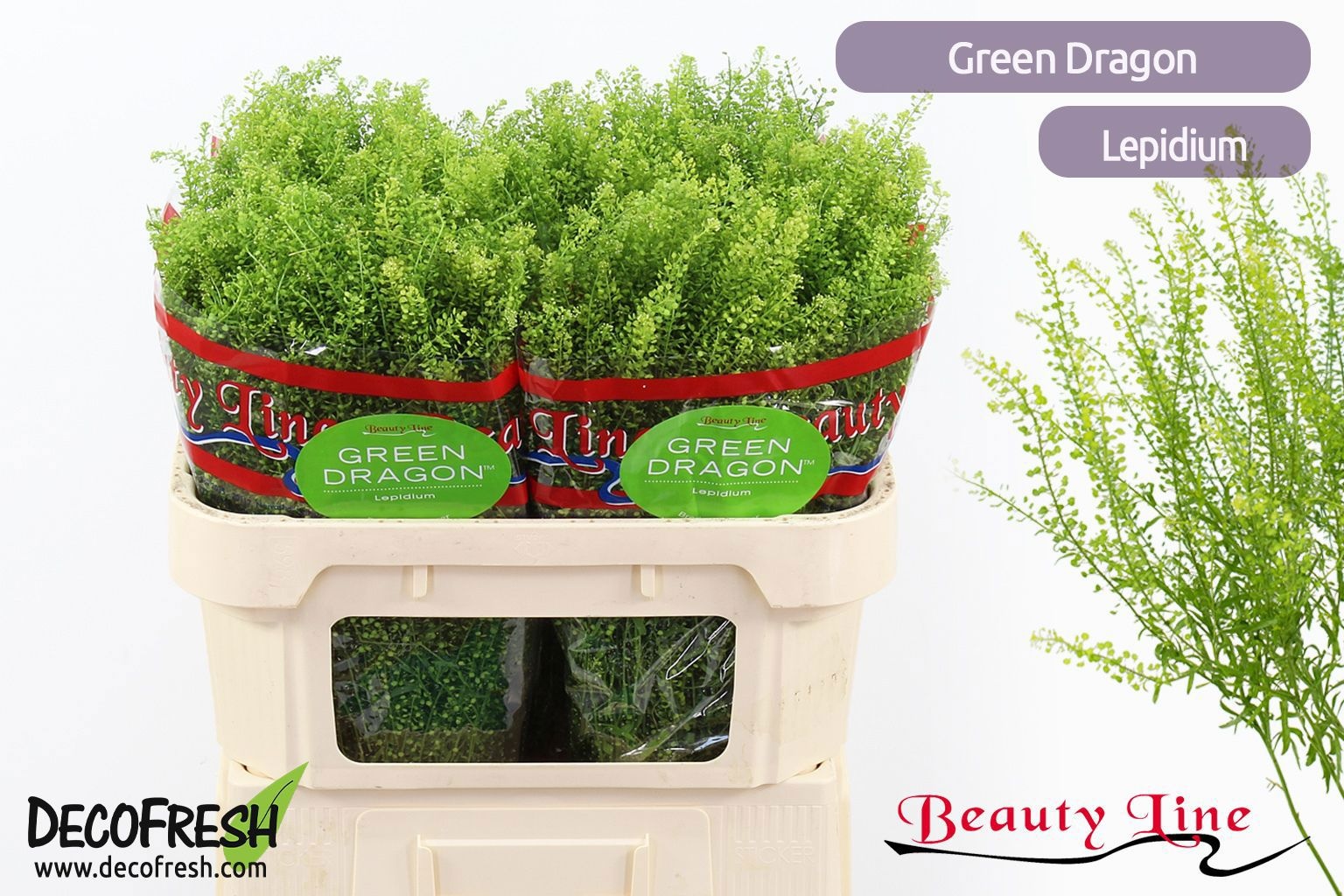 Lepidium Green Dragon 70cm 25gram