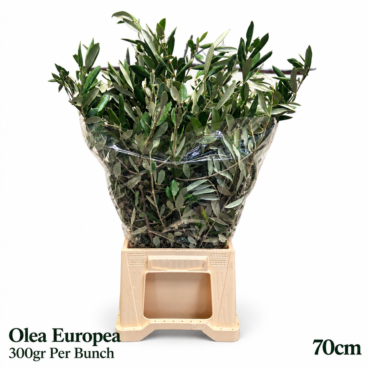 Olea Europaea