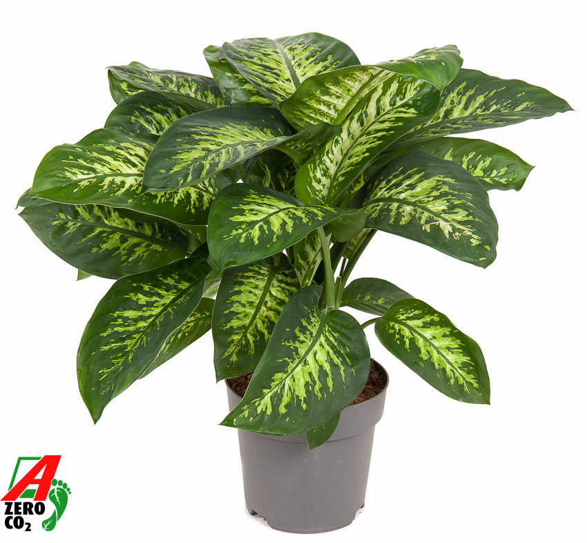 Picture of Dieffenbachia Reeva P24 80CM (LOOSE)