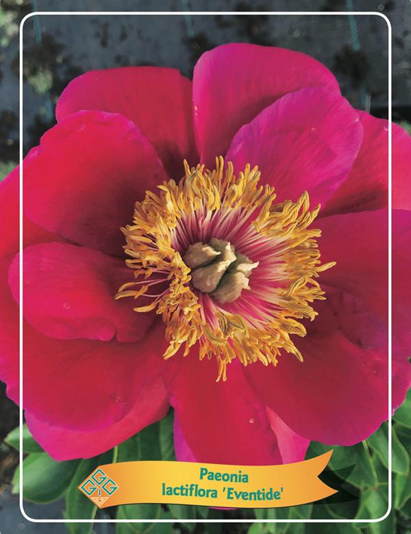 Picture of Paeonia Lactiflora Mix CC P11