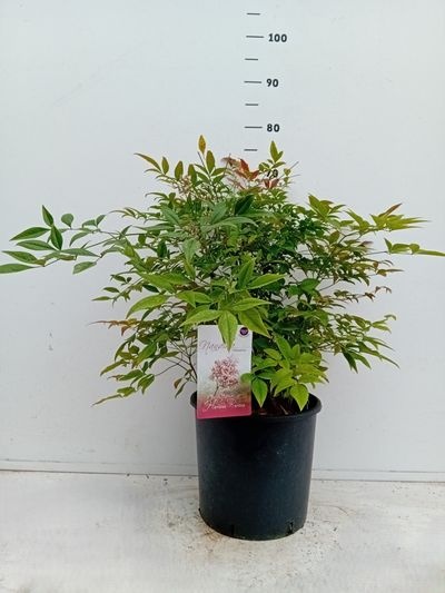 Nandina domestica