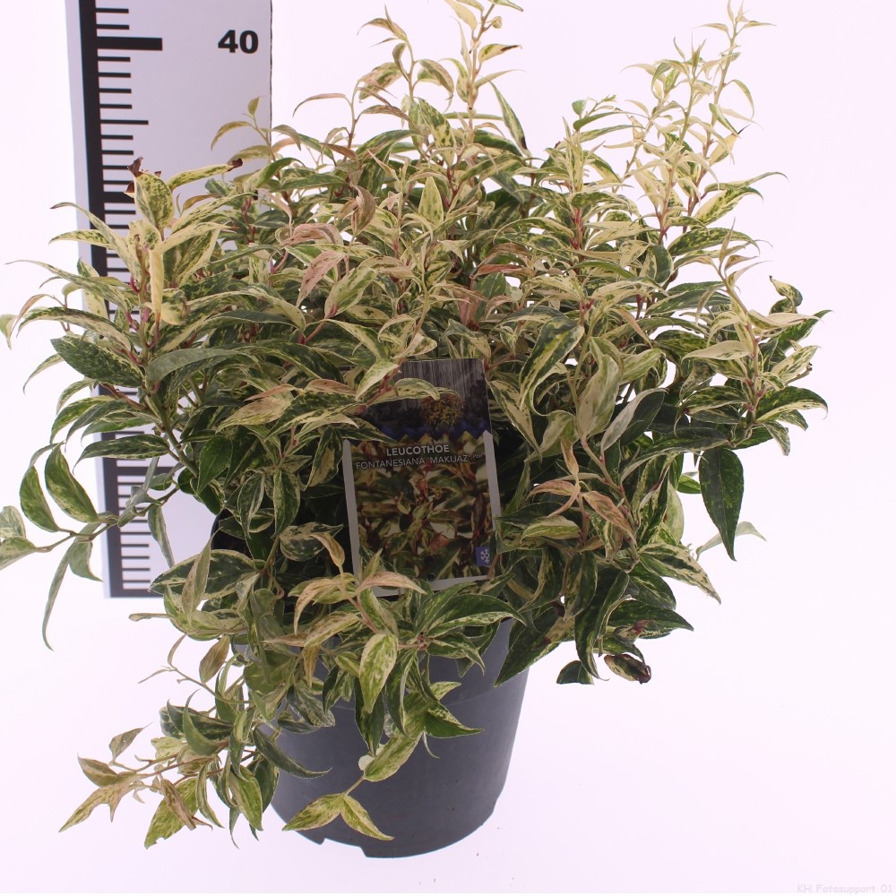 Picture of Leucothoe fontanesiana 'Makiejaz'