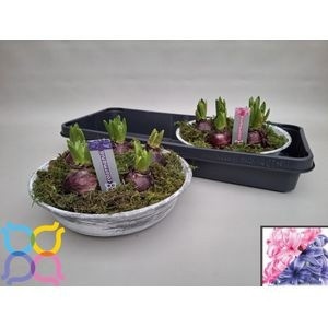 Arrangement Hyacinth 25Ø