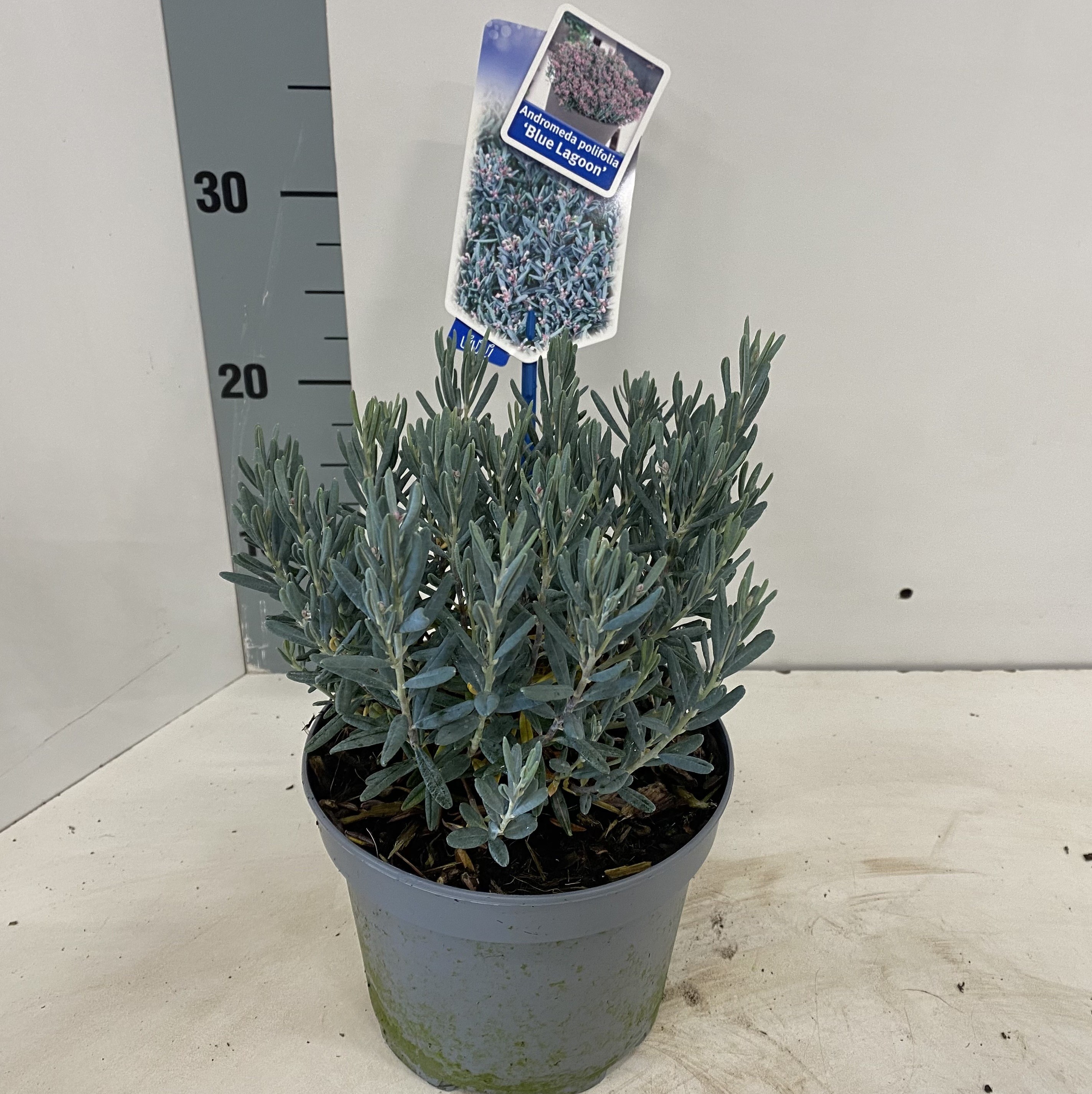 Picture of Andromeda polifolia 'Blue Lagoon'