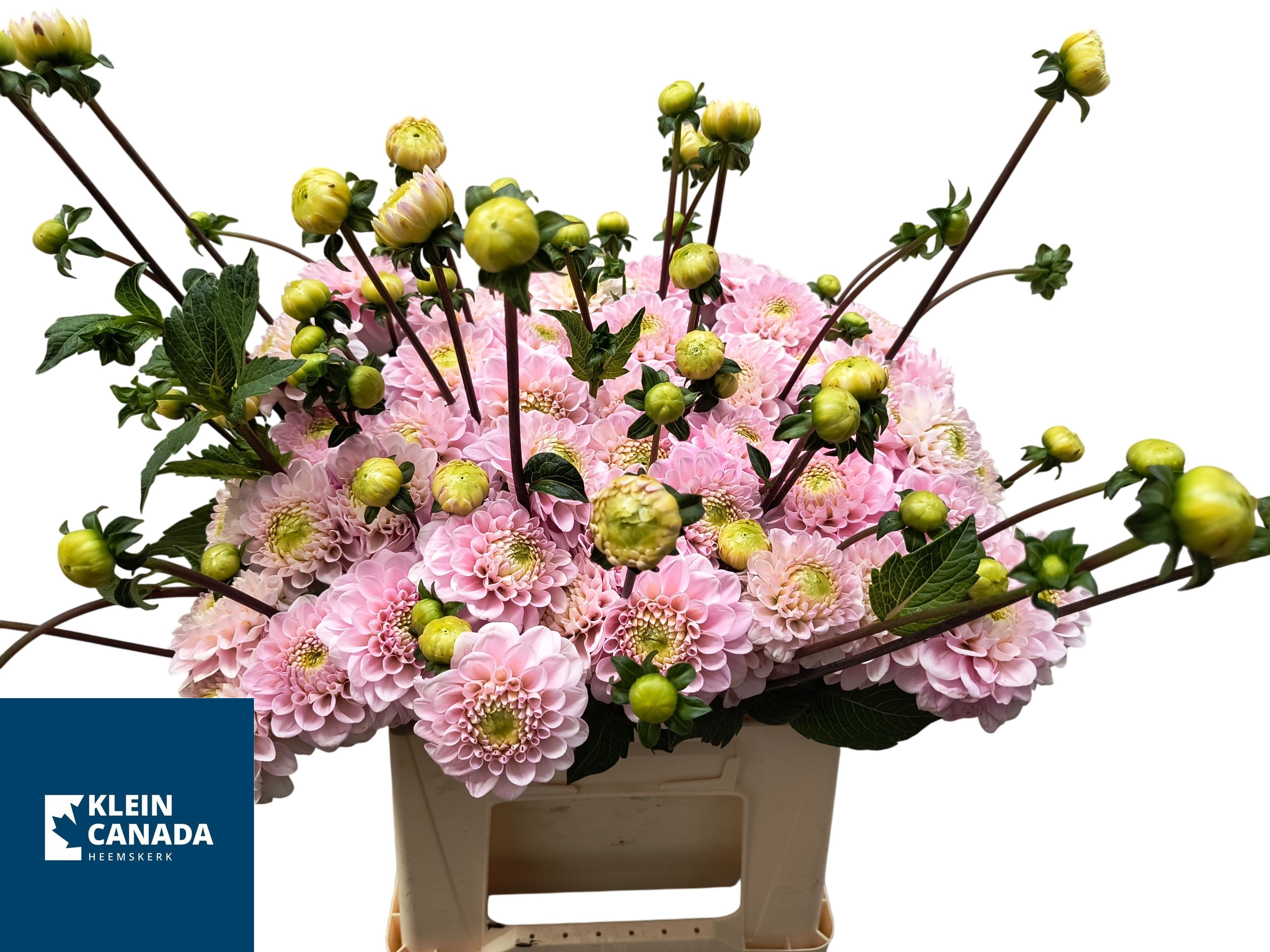Dahlia Ball Wizz Of Oz 60cm