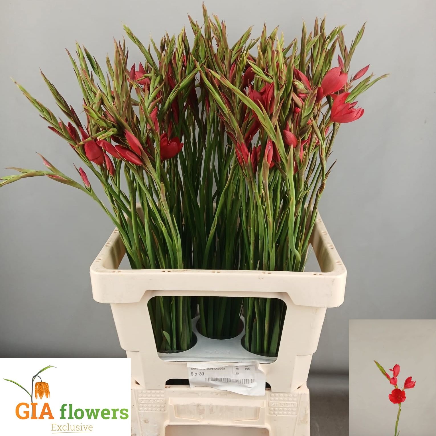 Asst Cutflowers 50cm