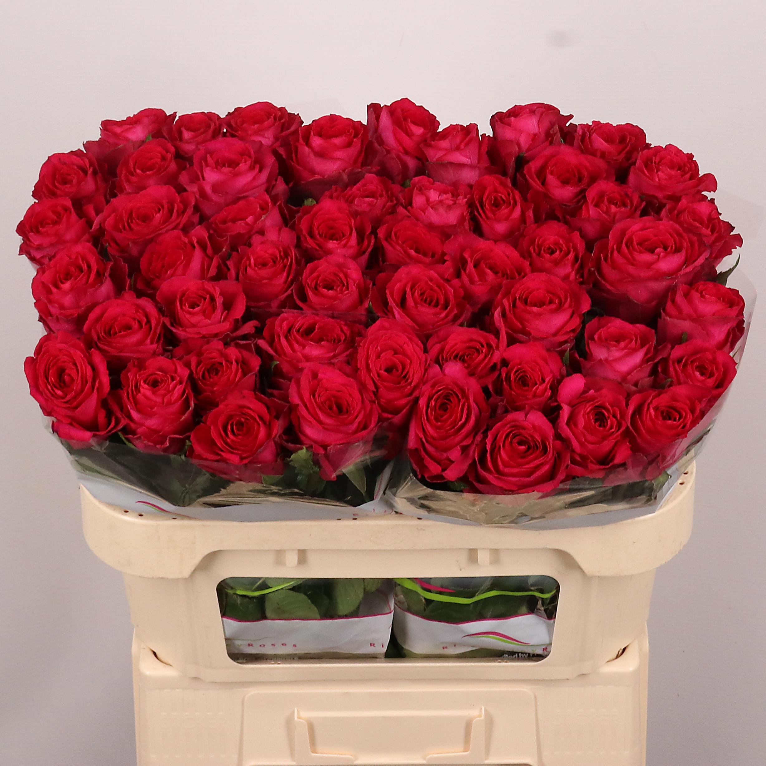 R Gr Madam Cerise