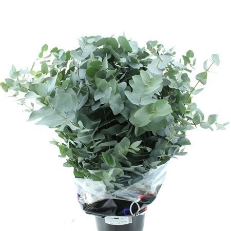 Euc Cinerea Per Bos