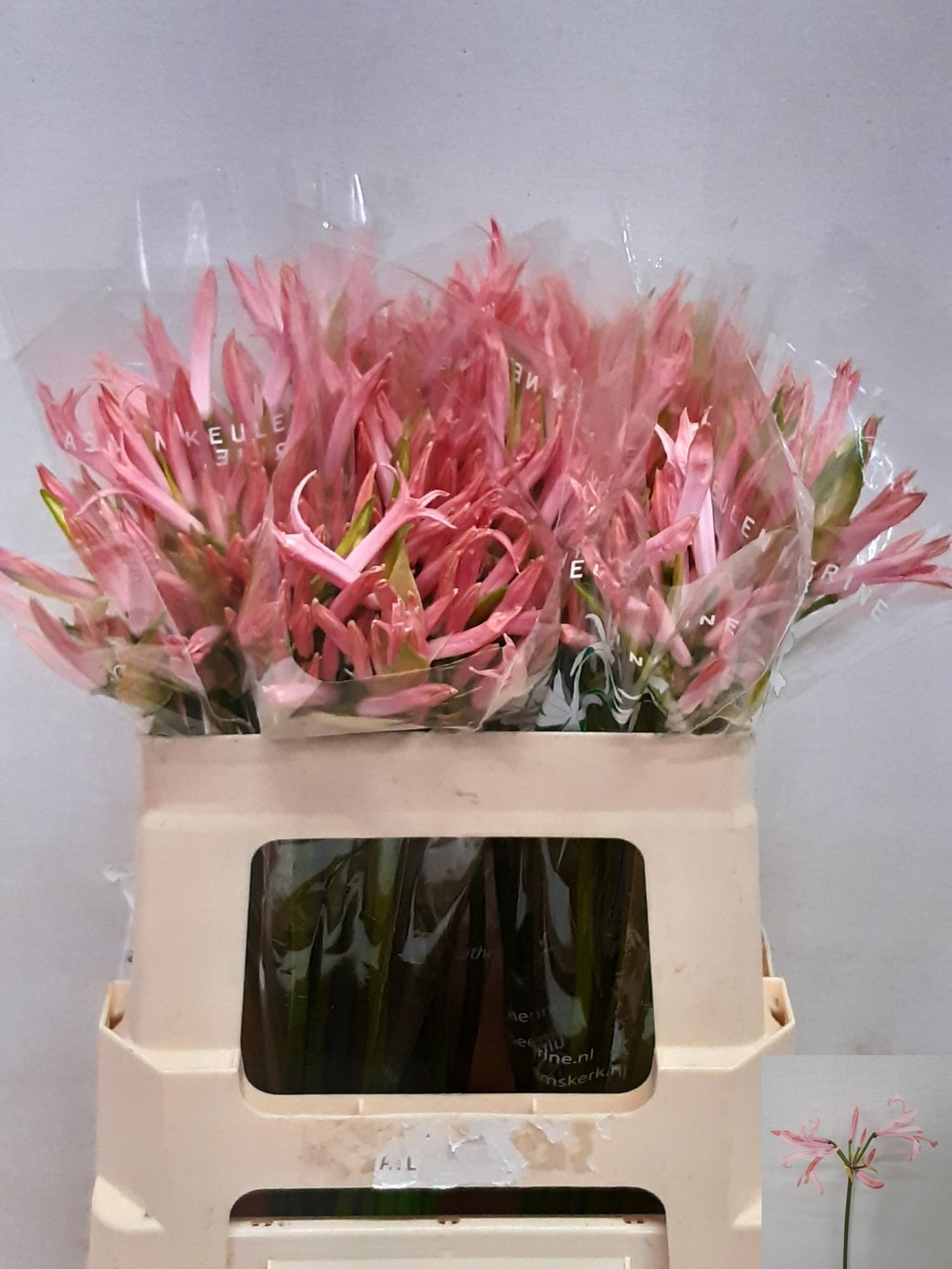 Nerine Vesta K 50cm