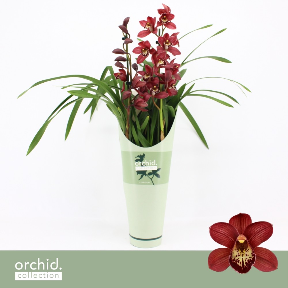 Picture of Cymbidium hybrid Red Beauty Roy 2-Spikes Orchid Collection Potcover P14 65CM