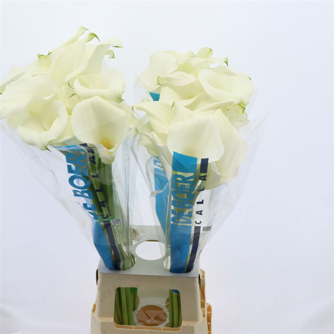Calla Capt Ventura 80cm