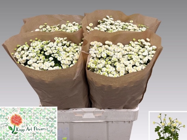 Tanacetum Rio 60cm