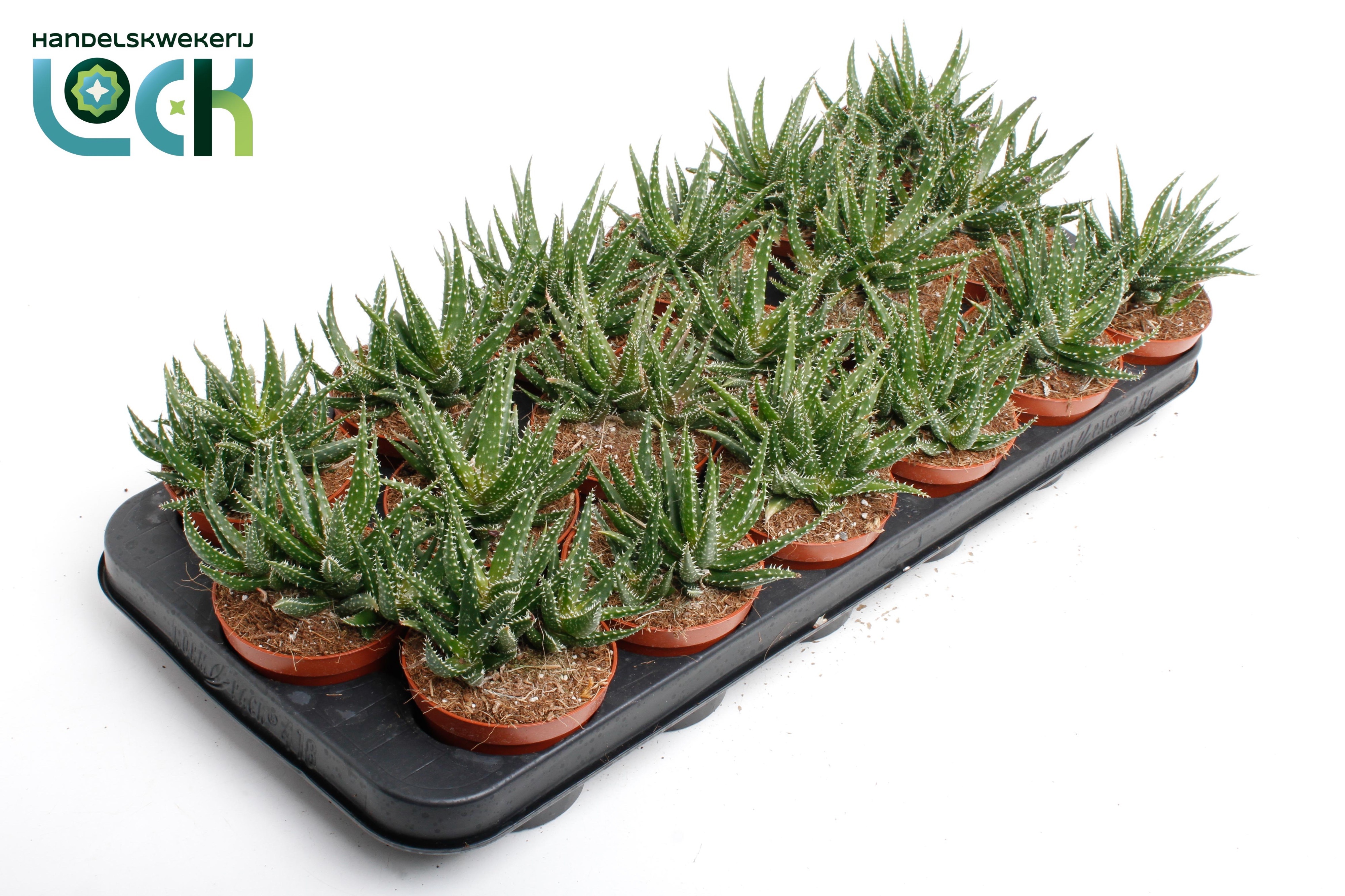 Aloe Overig 508Ø 15cm