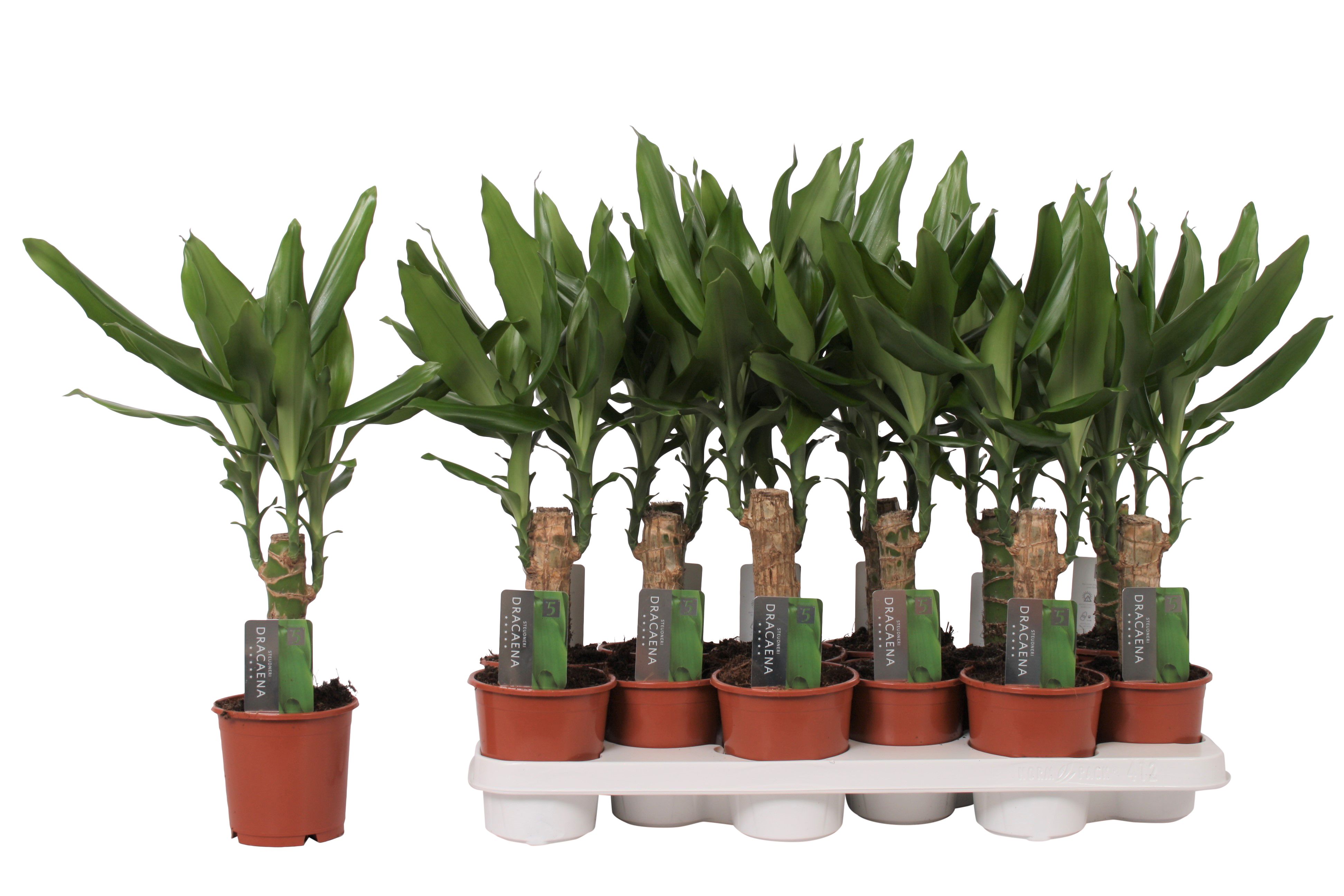dracaena white jewel plant Dracaena Warneckii 'White Jewel' | Indoor Plant | Tropical Plant | Potted  Plant