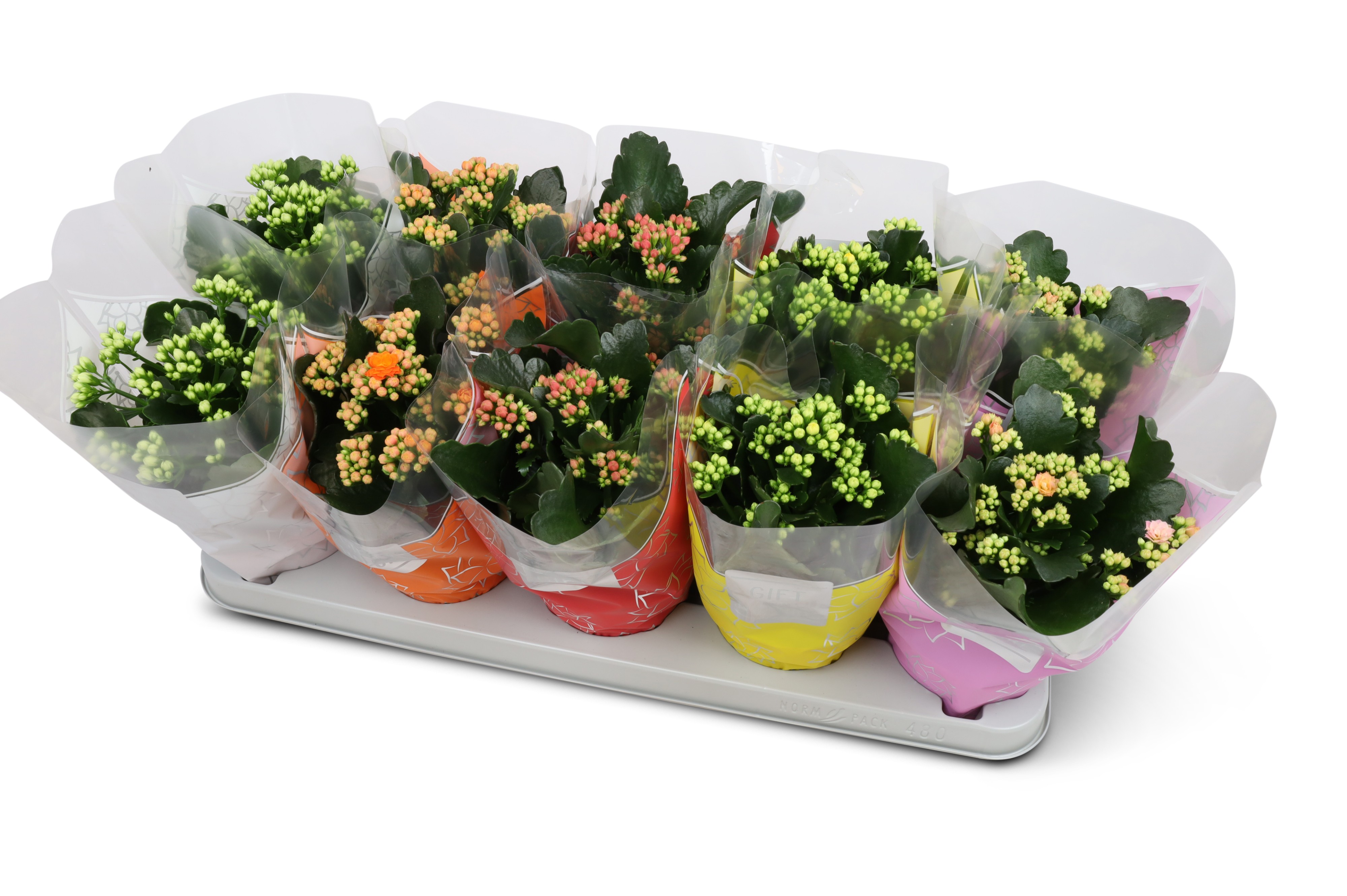 Picture of Kalanchoe Perfecta in 4 varieties P12 25CM