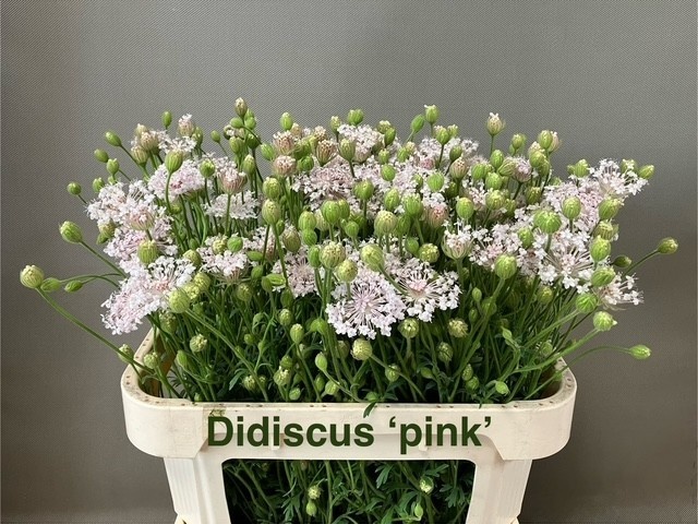 Snijbloemen Ov