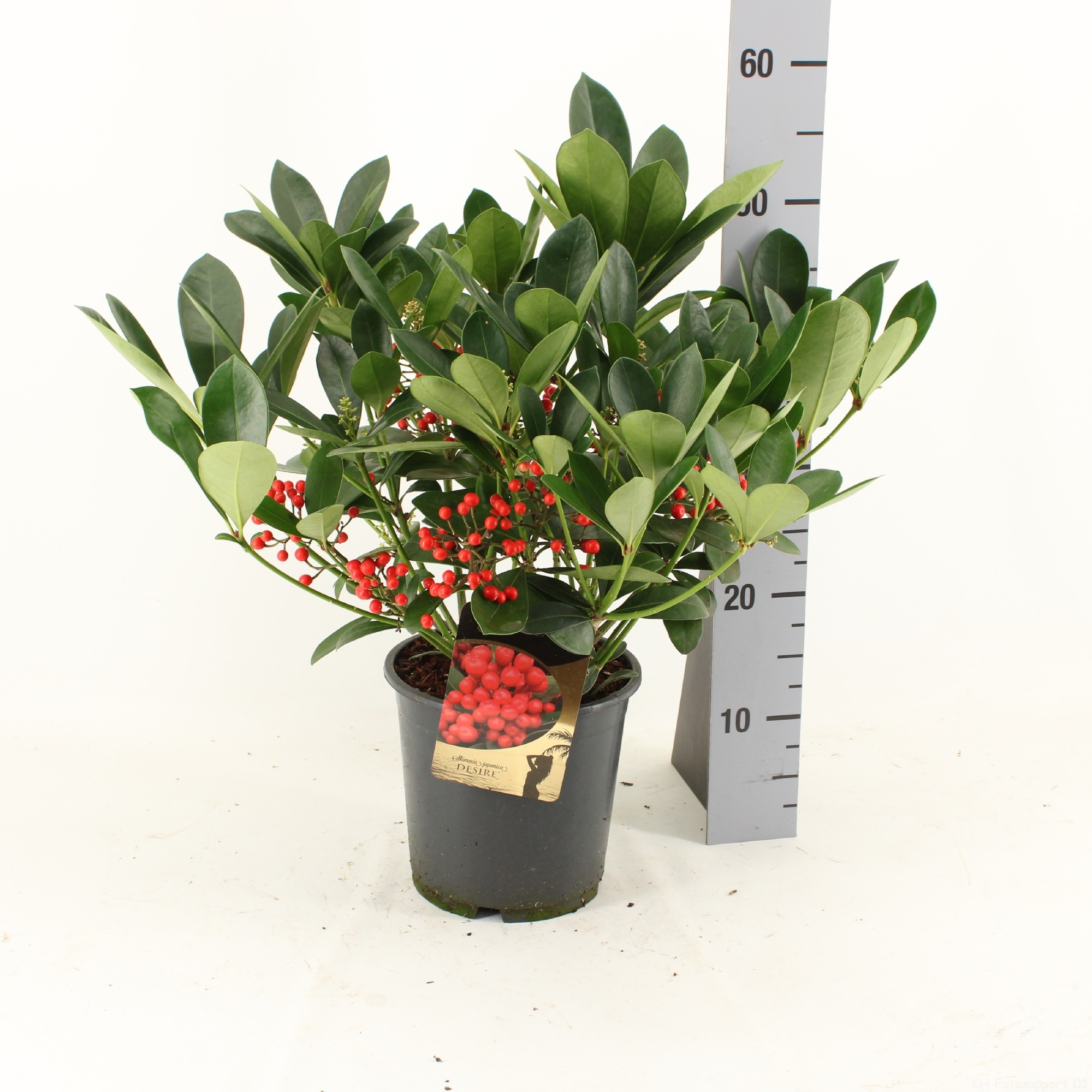 Picture of Skimmia japonica DESIRE ® P19 50CM (LOOSE)