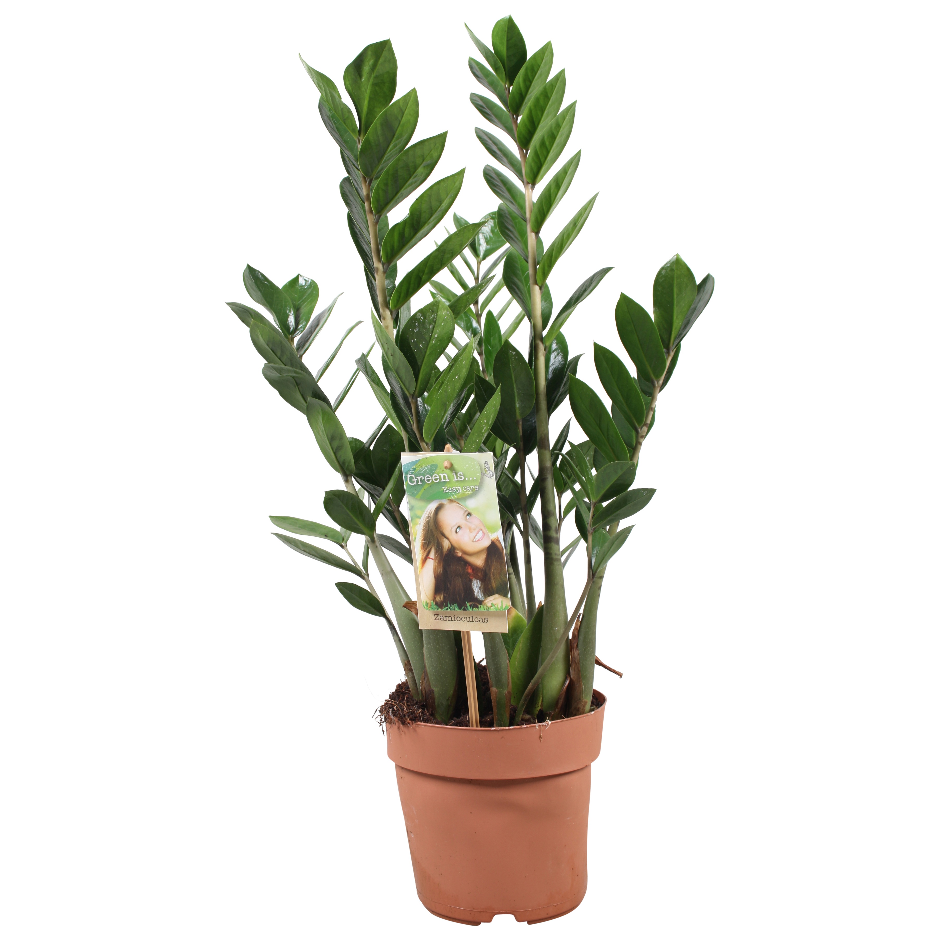 Zamioculcas 4-5 veren
