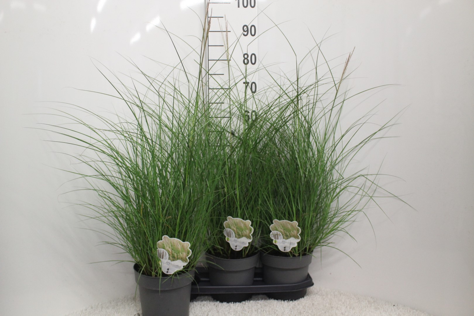 Picture of Miscanthus sin. Kleine Silberspinne P19 (3 Ltr)