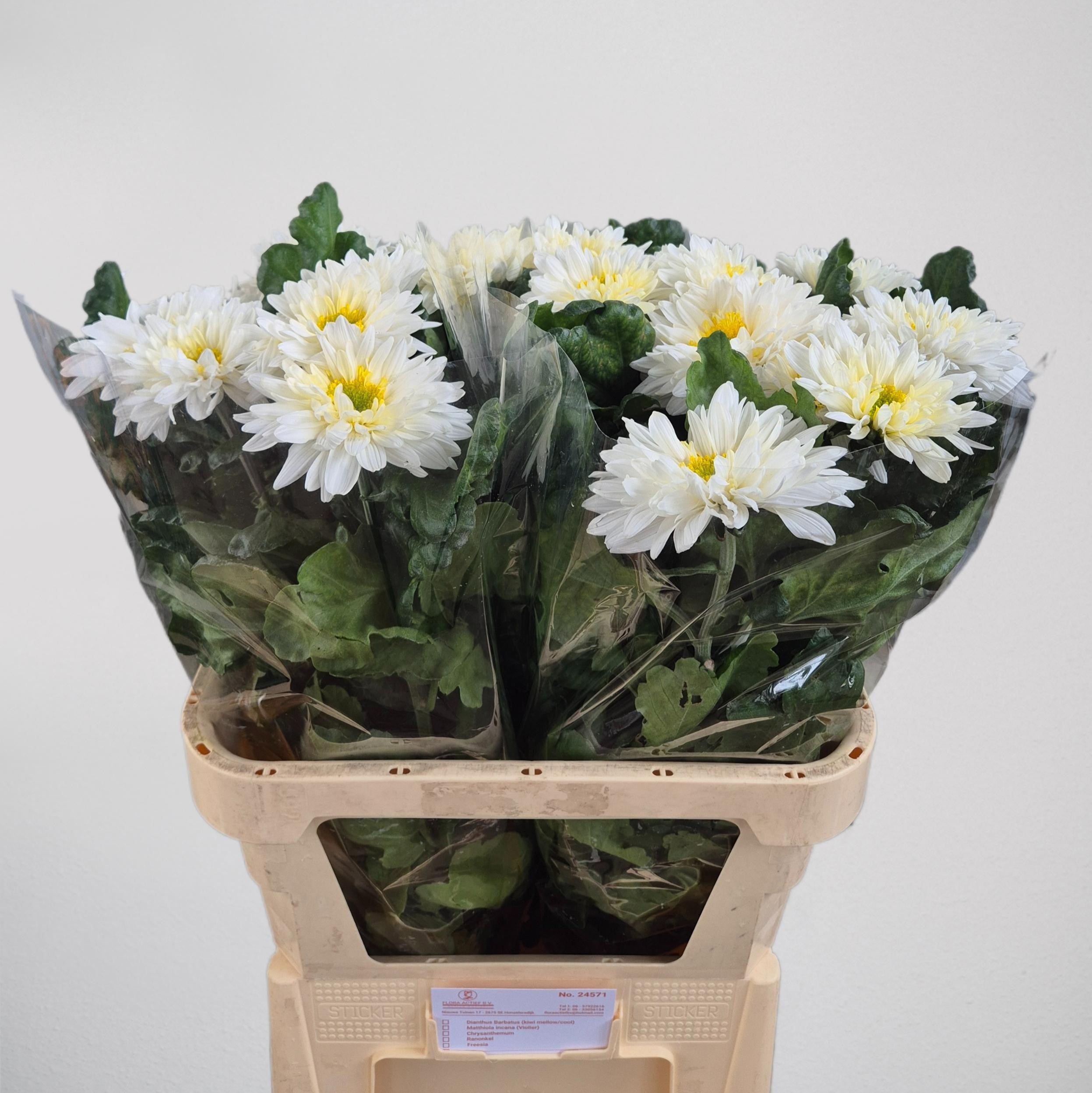 Chrysant Single Inga 80cm 155gram