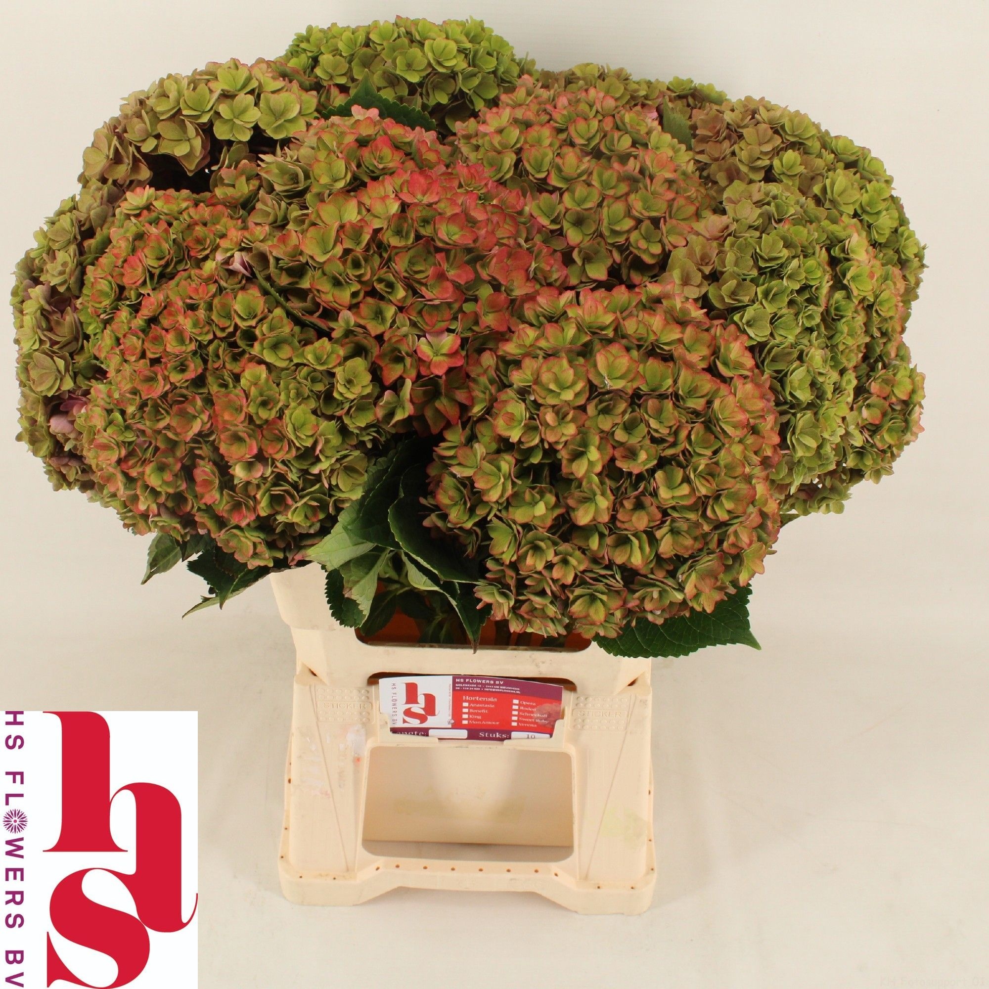 Hydrangea Royal Kiss Classic 60cm 20Ø