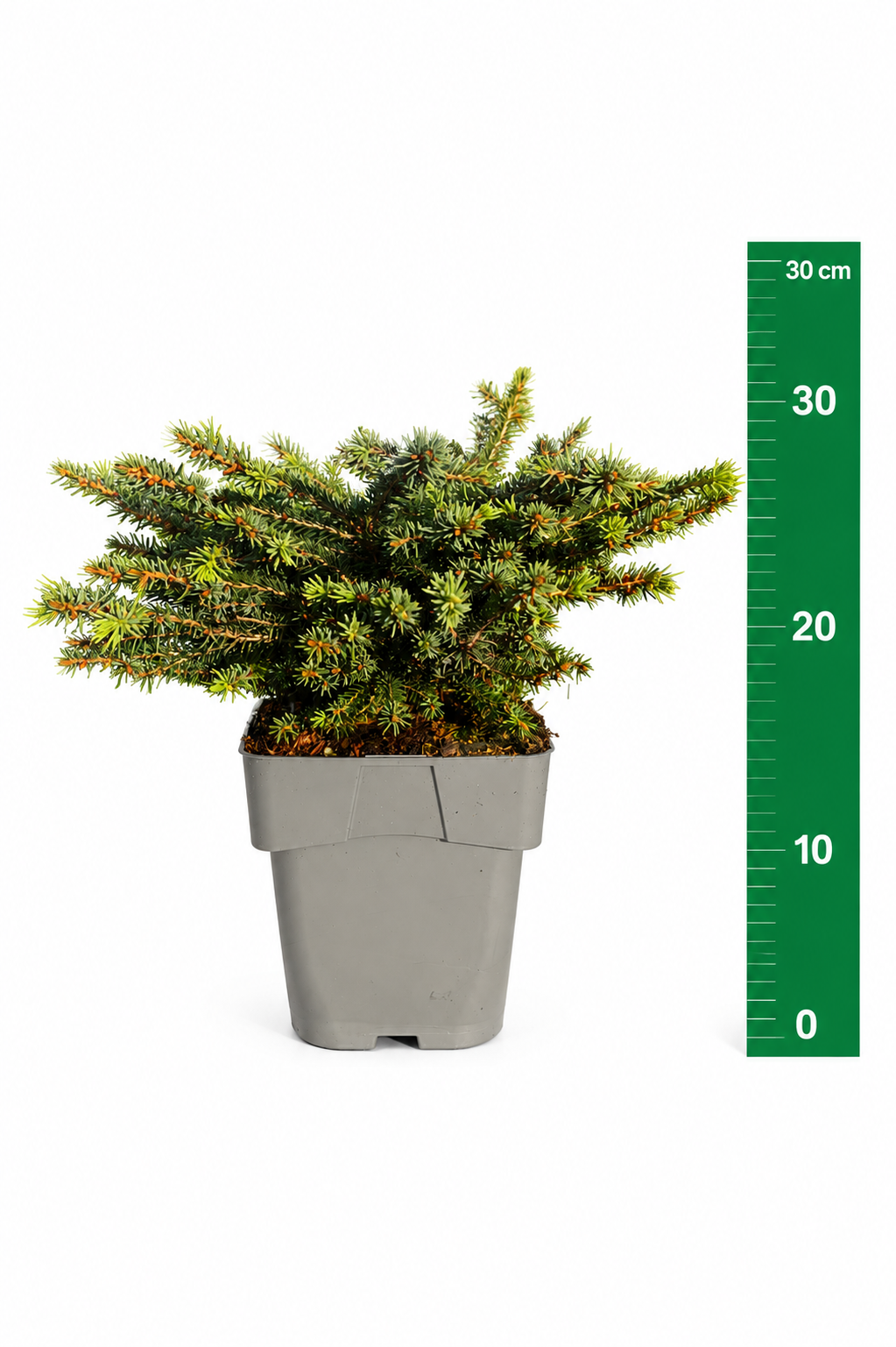 Picea abies 'Nidiformis'