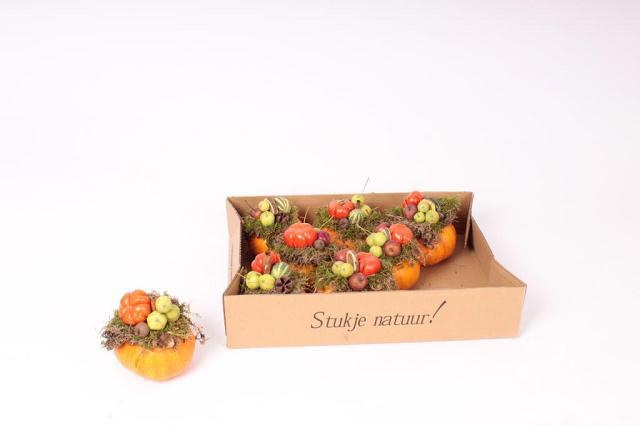 Cucurbita - Overig sierfruit