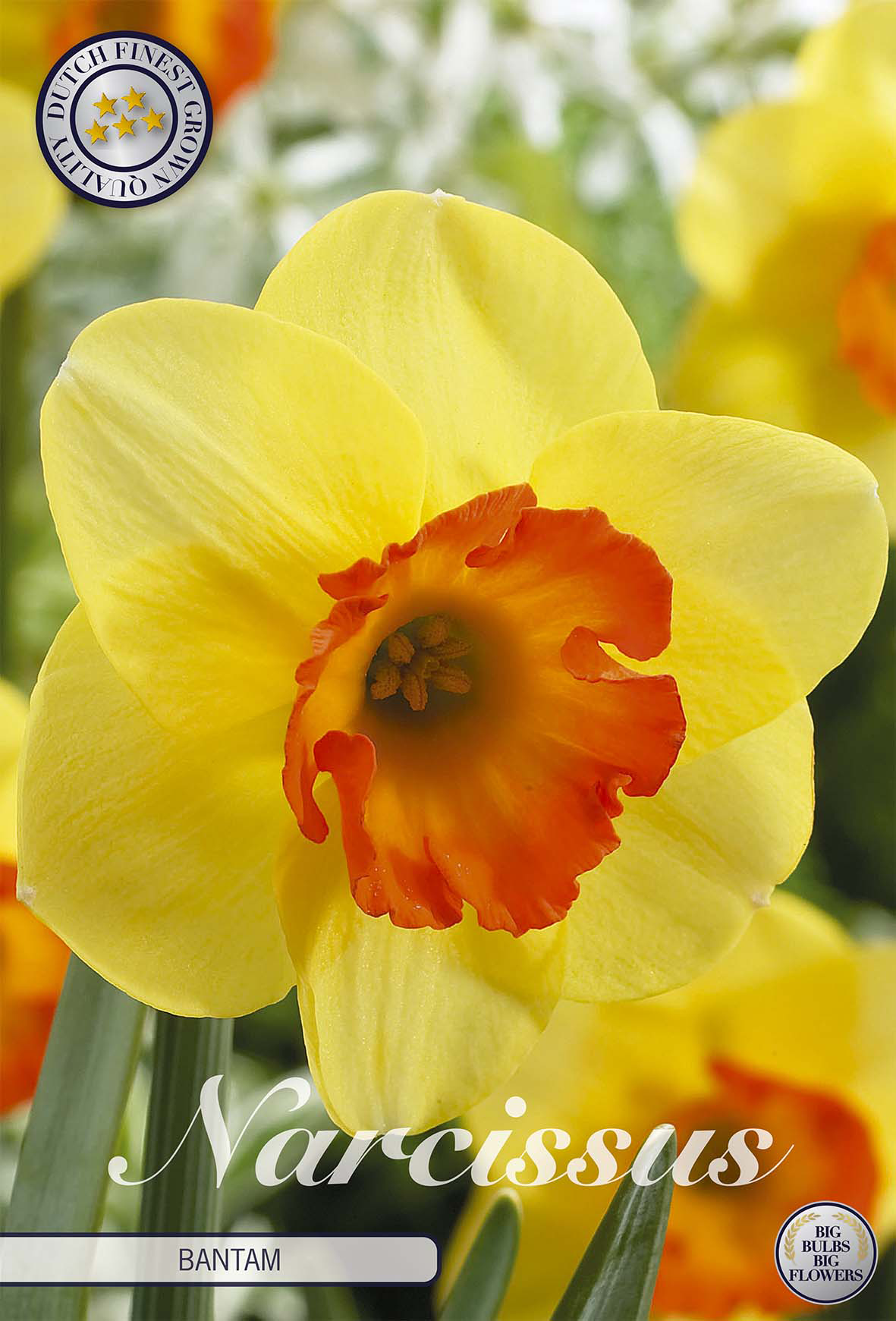 Narcissus (L-c) 'Bantam'