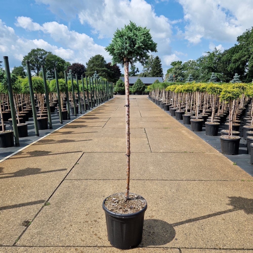 Picture of Juniperus squ. Blue Star C11 80/STD (LOOSE)