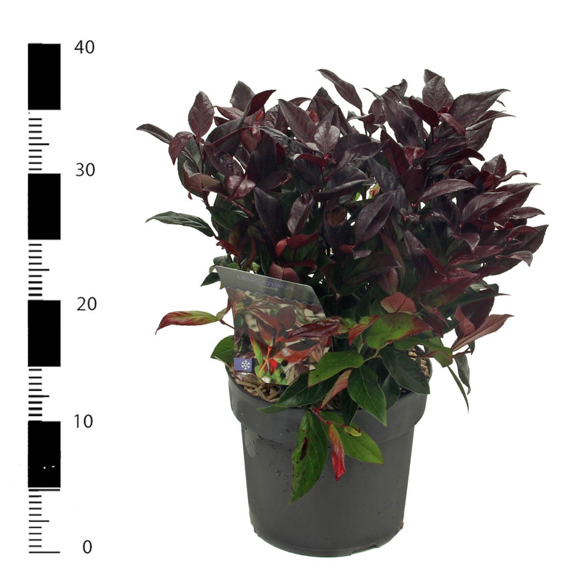 Picture of Leucothoe 'Zeblid'