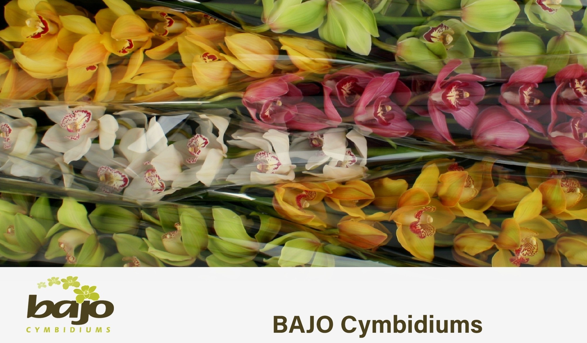 Cymbidium Asst 13bl
