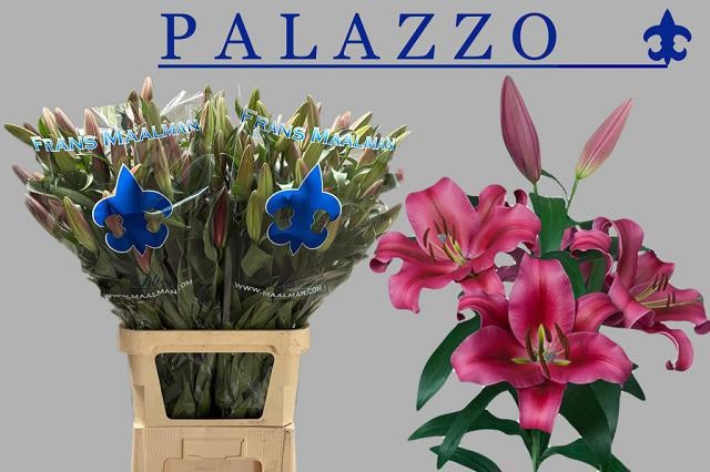 Li Ot Palazzo