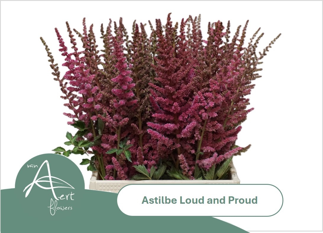 Astil C Loud N Proud