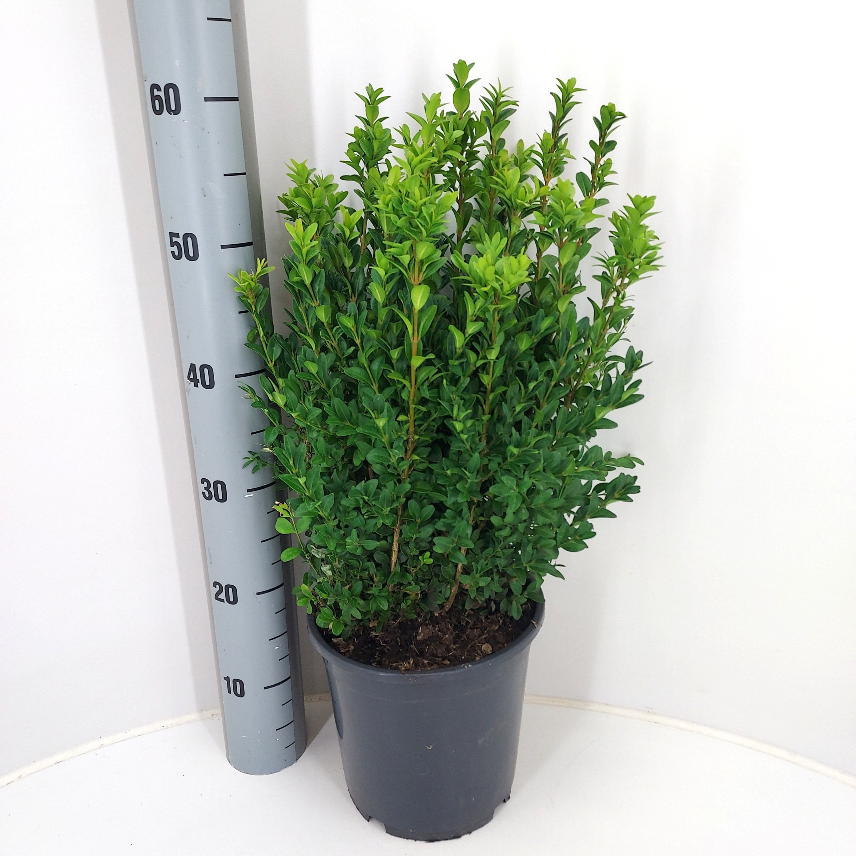 Buxu Sempervirens 23Ø 65cm
