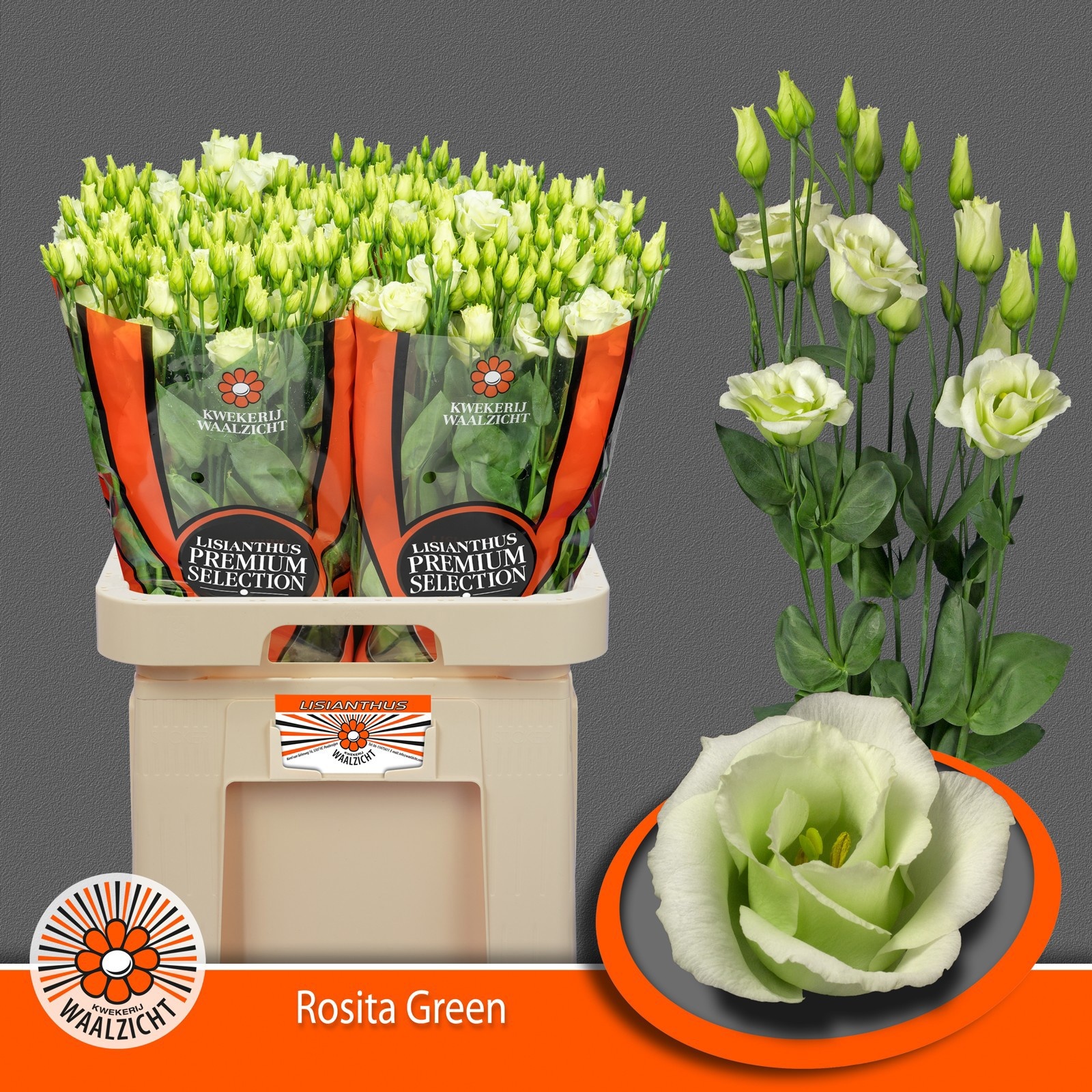 Lisianthus Double Rosita Green 70cm