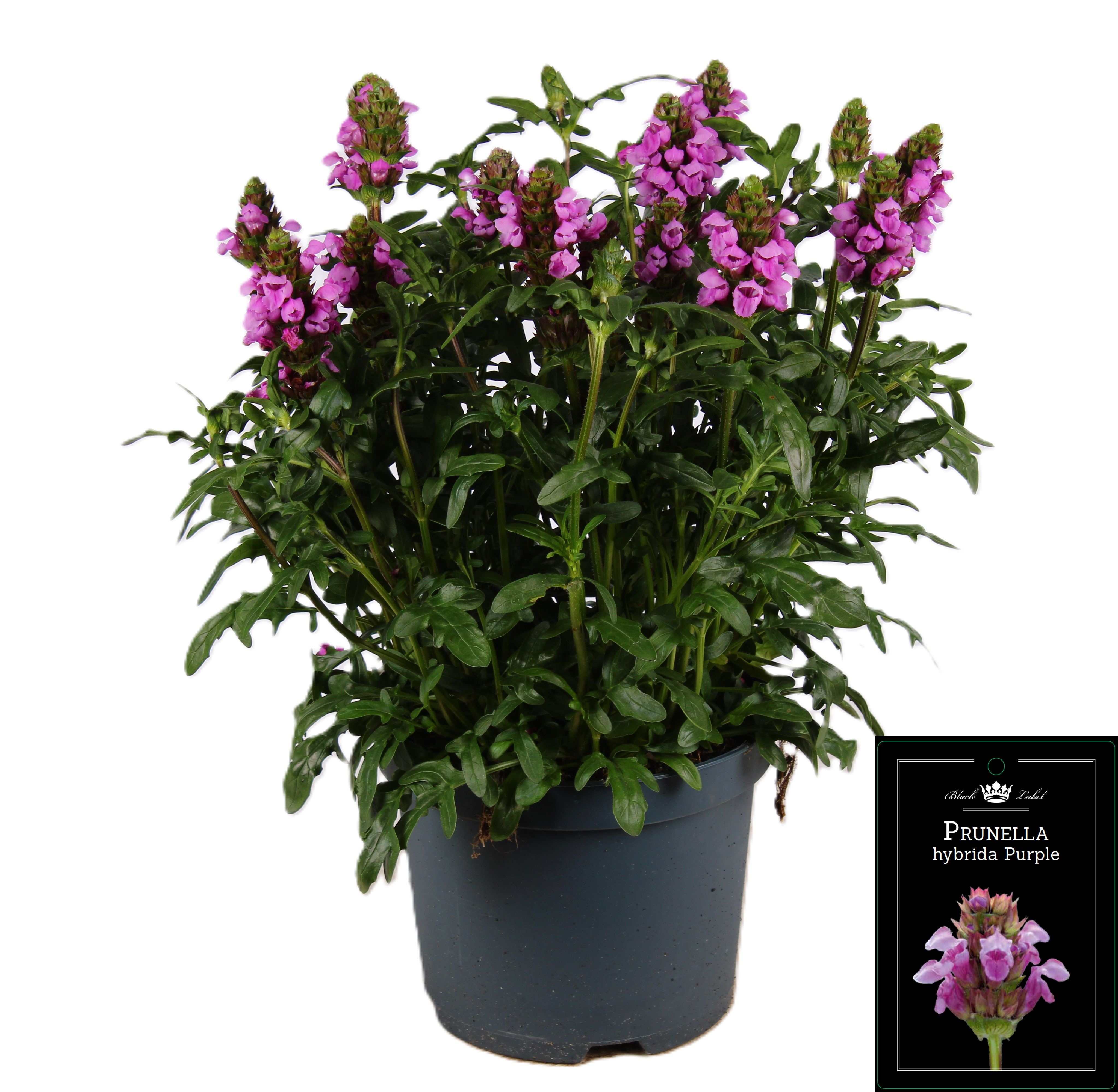 Picture of Prunella hybrida Purple