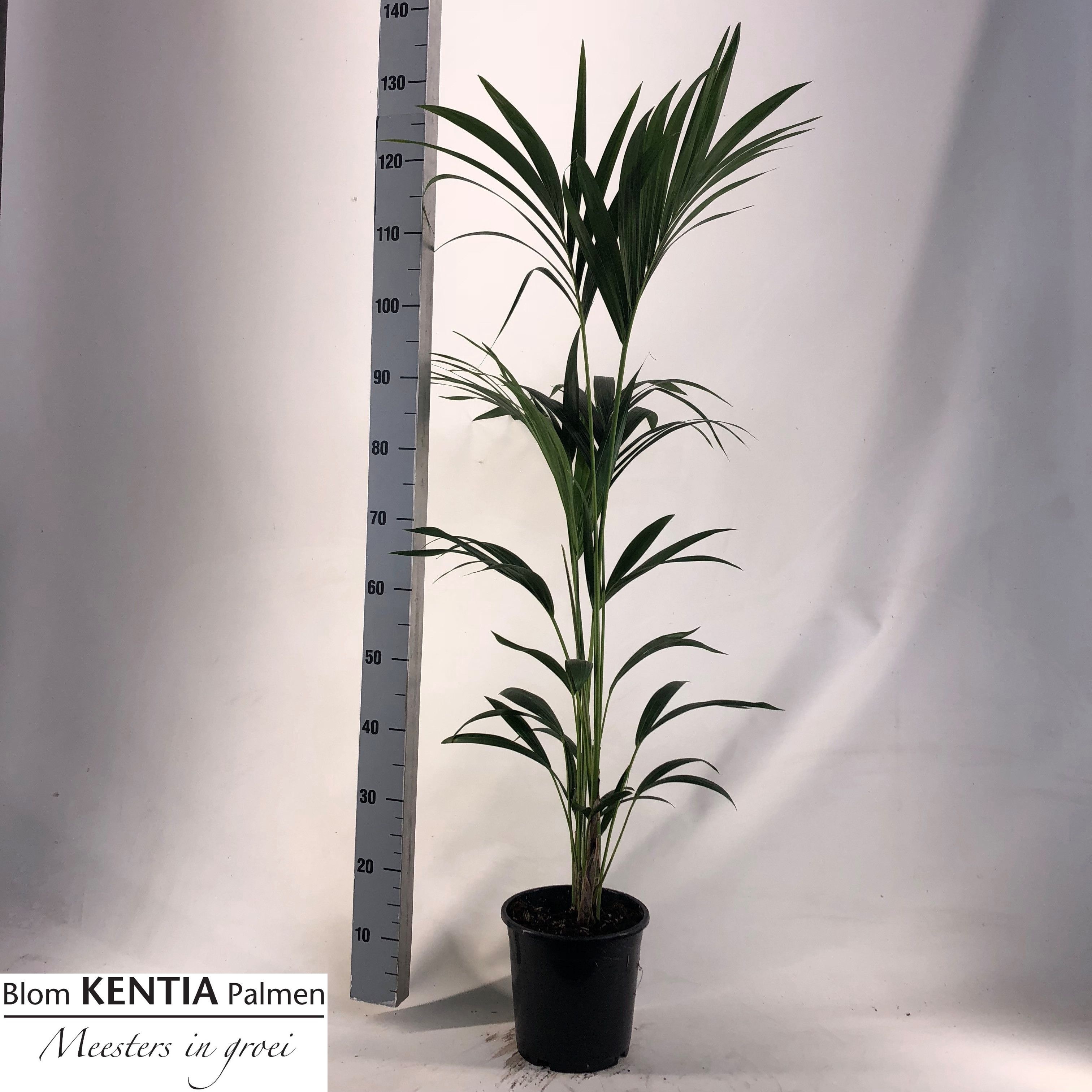 Howea Forsteriana 21P 140H 3stek