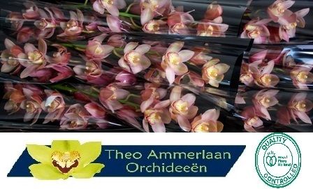 Cymbidium Reynella 8/11bl