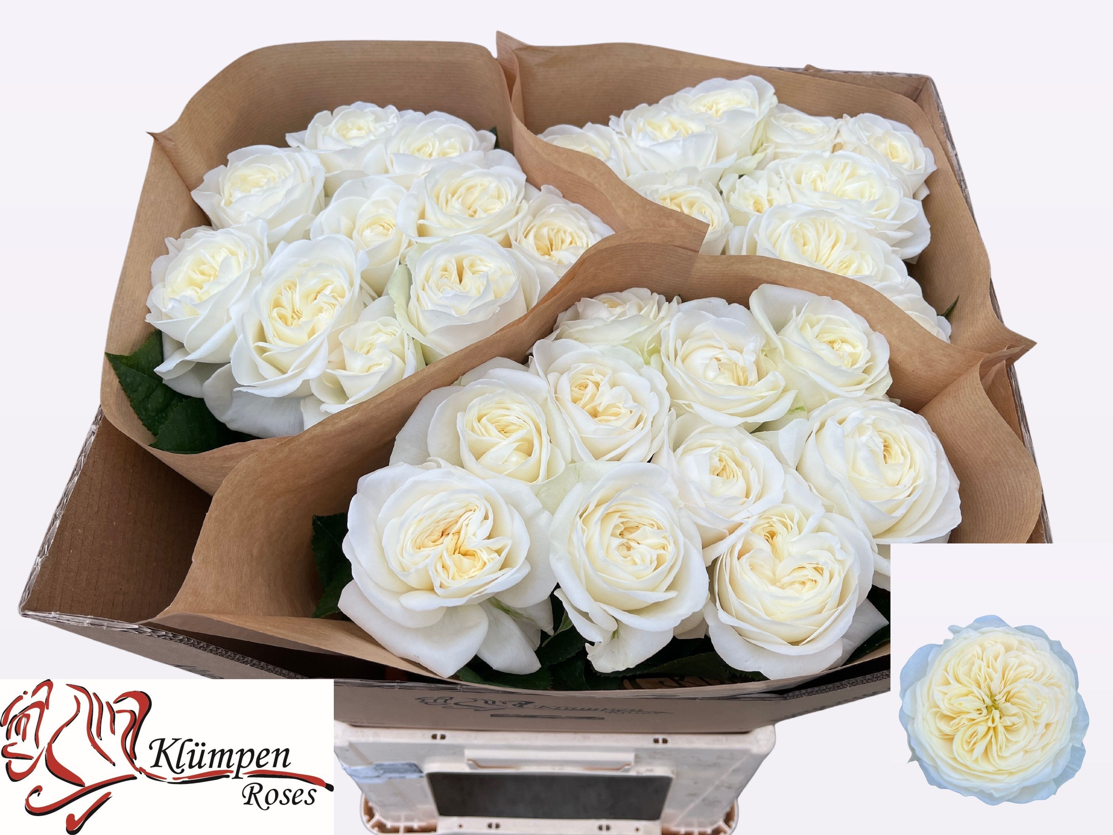 R Gr Chic White!