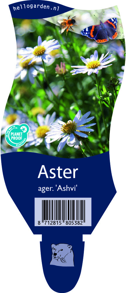 Aster ageratoides 'Ashvi'