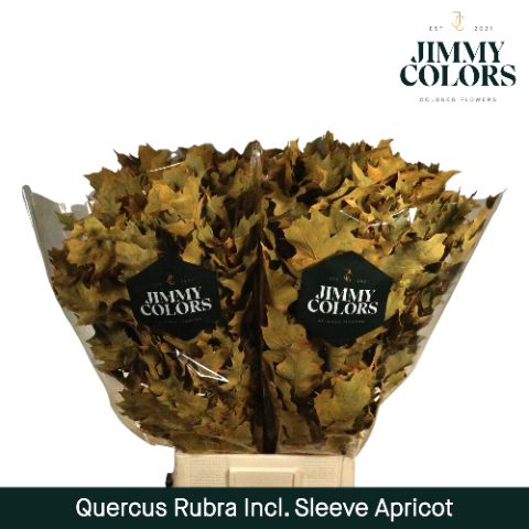 Quercus Rubra Sleeve L80 Apricot