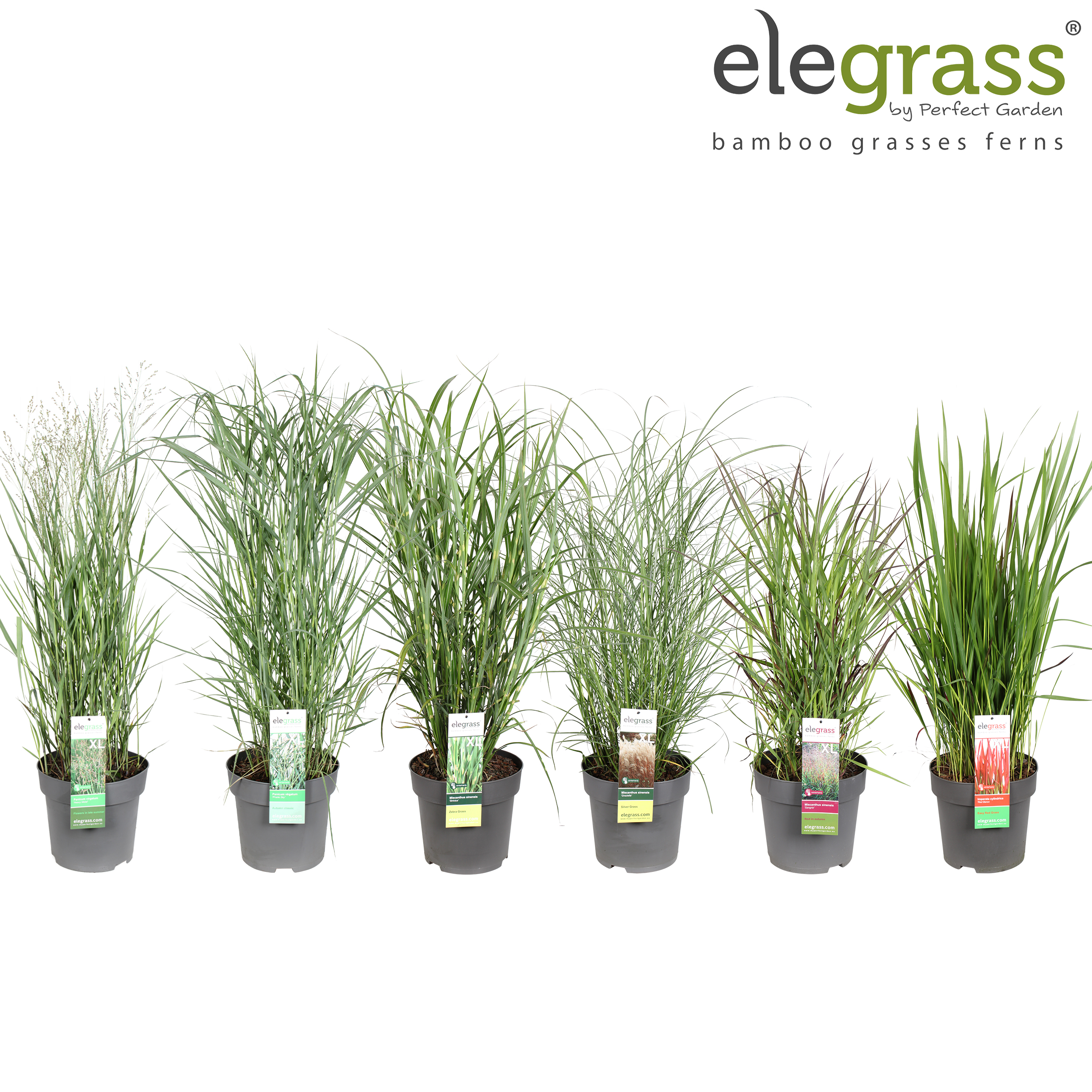 Picture of Grassen mix shelve - Elegrass Hardy Ornamentals P29