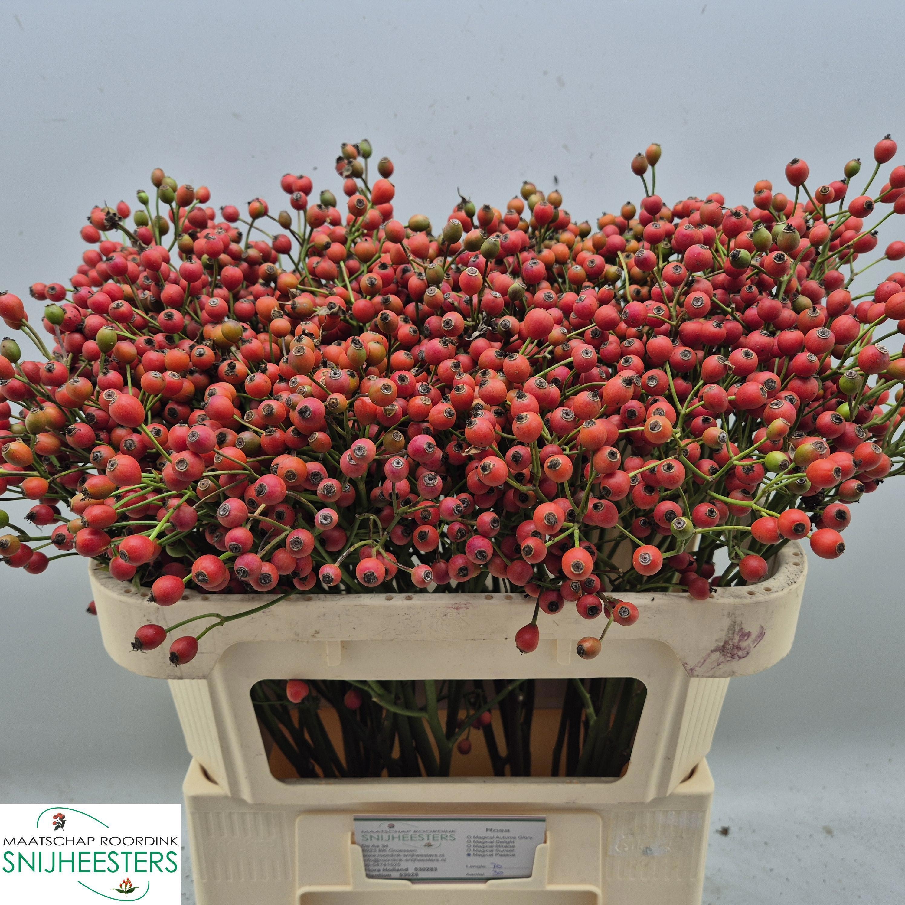 Rosa Magical Passoa 70cm
