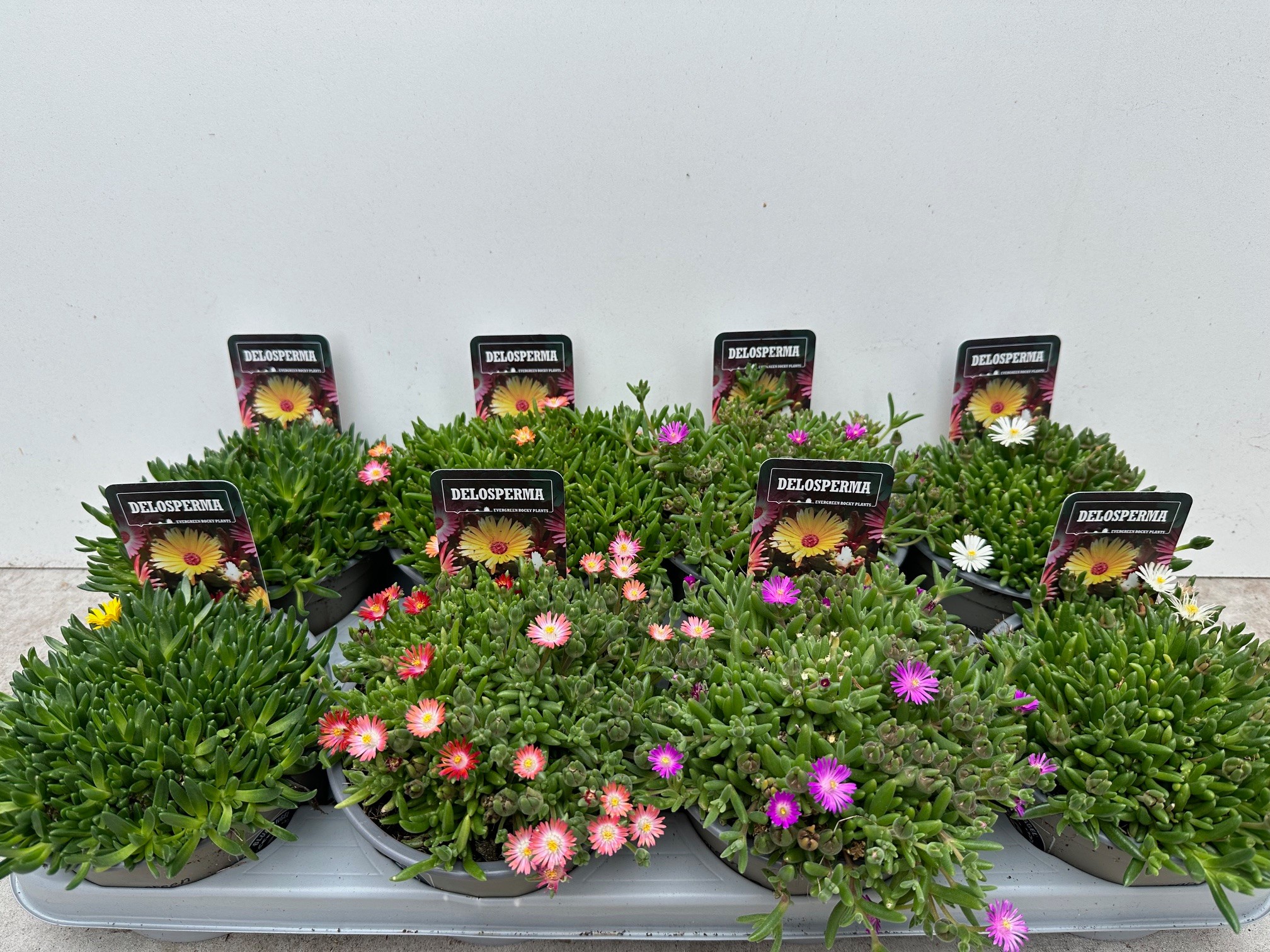 Picture of Delosperma in varieties P14